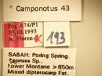 Camponotus 43 Label