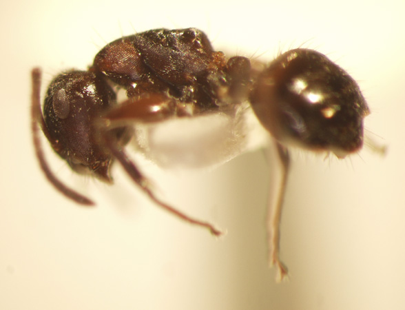 Camponotus 43 lateral