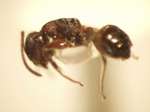 Camponotus 43 lateral