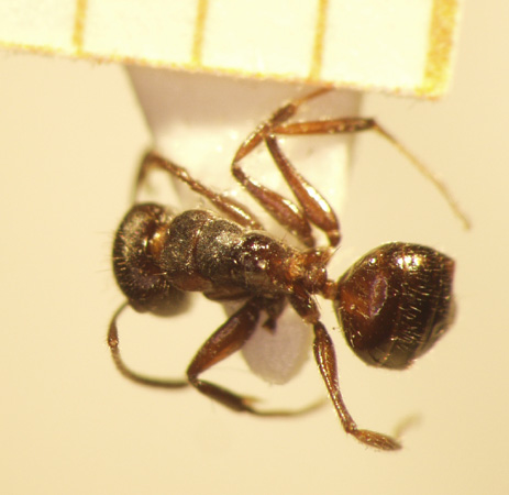 Camponotus 43 dorsal