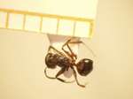 Camponotus 43 dorsal