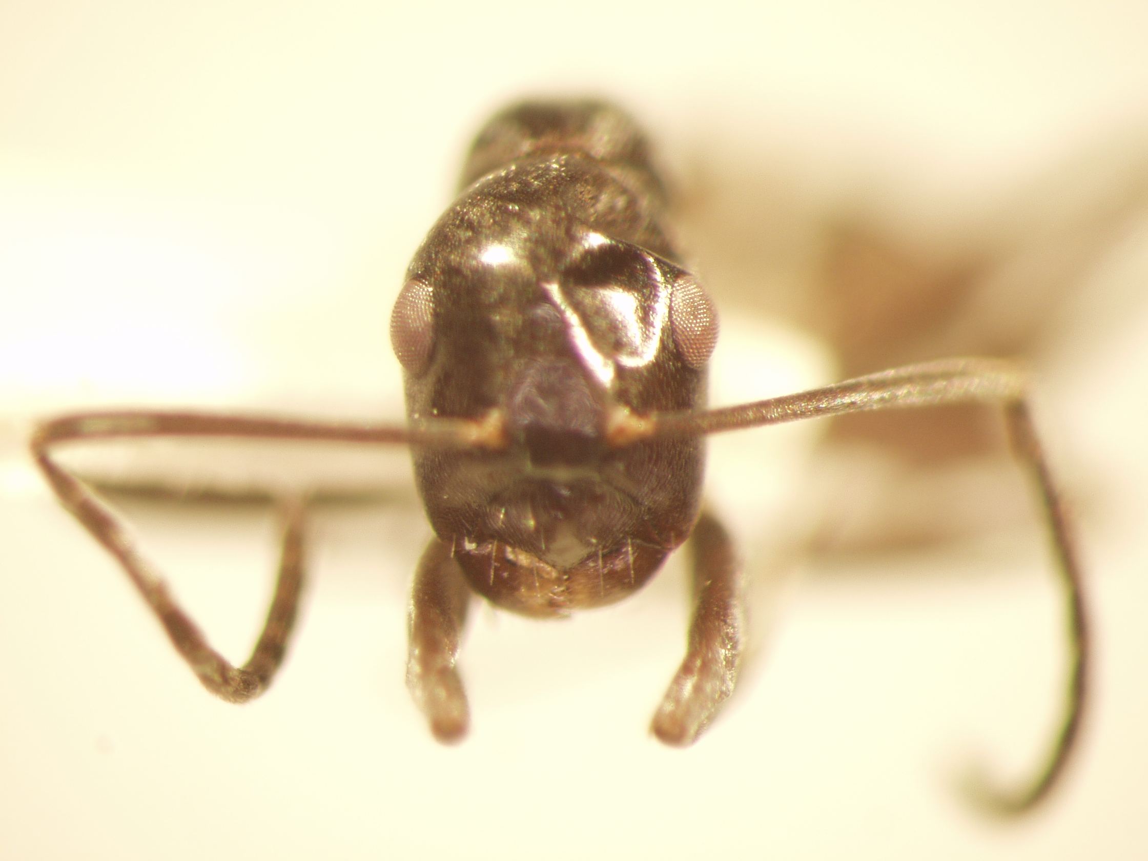 Camponotus 44 frontal