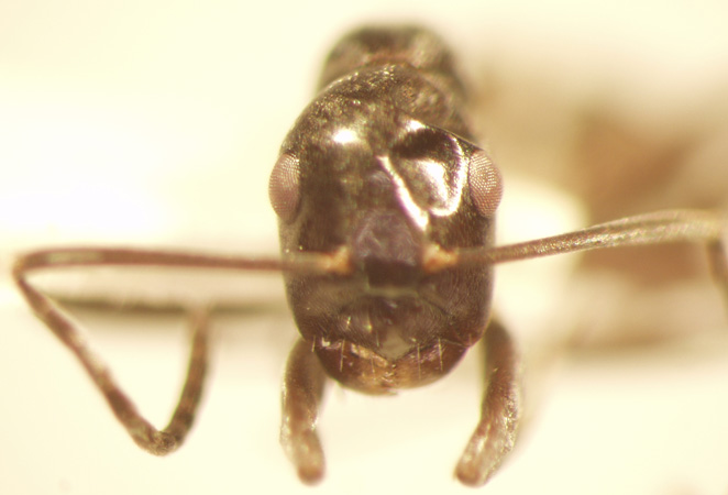 Camponotus 44 frontal