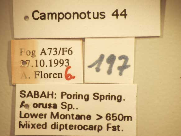 Camponotus 44 Label