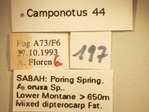 Camponotus 44 Label