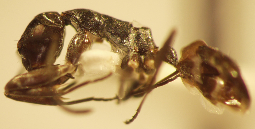 Camponotus 44 lateral