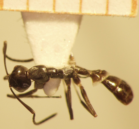 Camponotus 44 dorsal