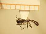 Camponotus 44 dorsal