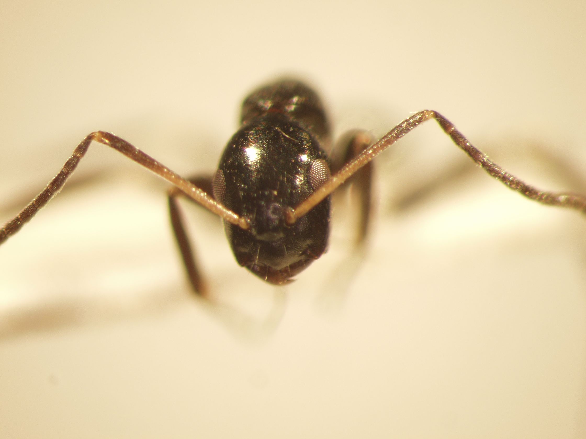 Camponotus 45 frontal