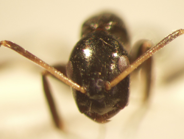 Camponotus 45 frontal
