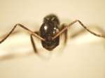 Camponotus 45 frontal