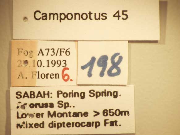 Camponotus 45 Label