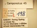 Camponotus 45 Label