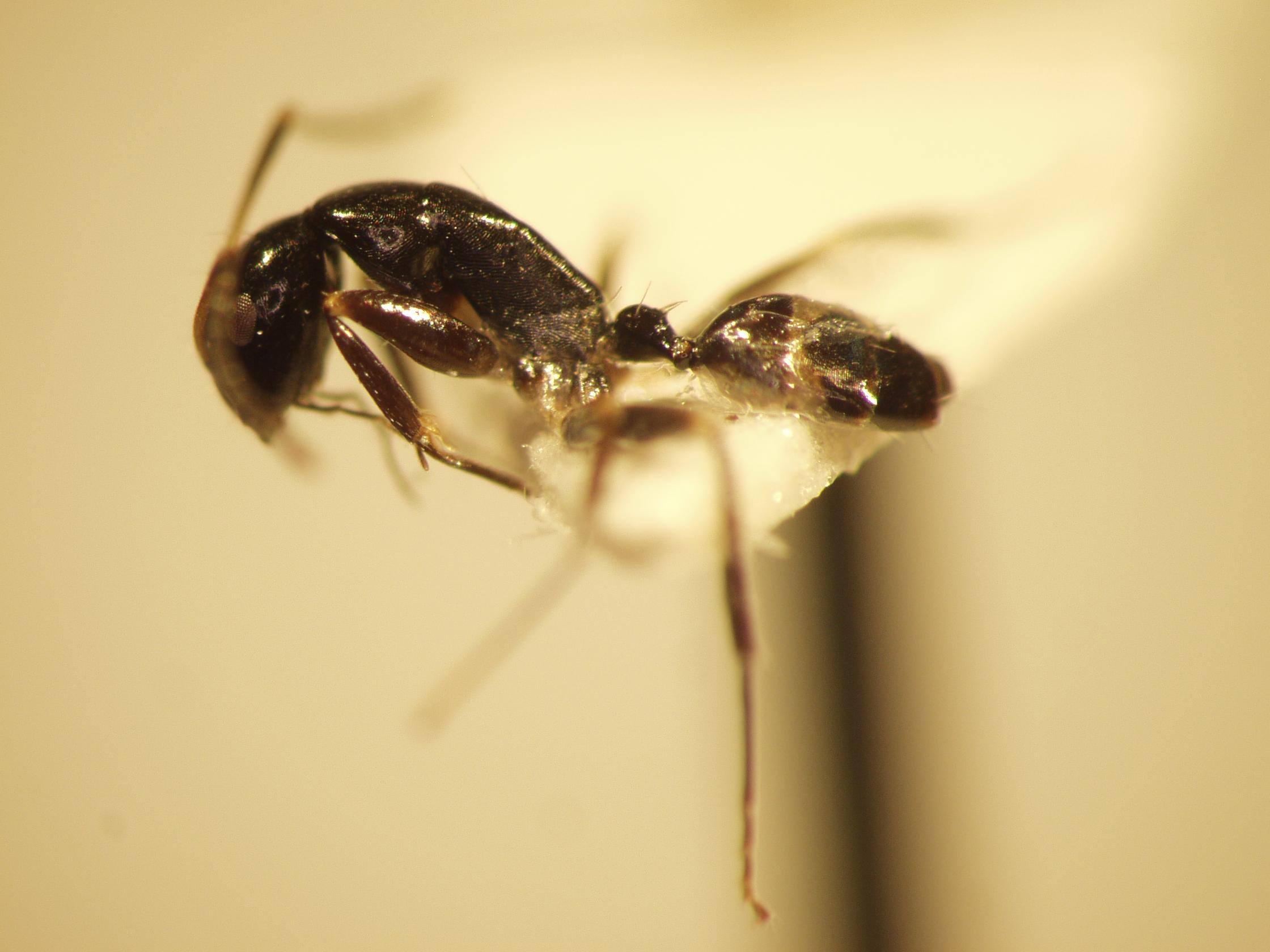 Camponotus 45 lateral