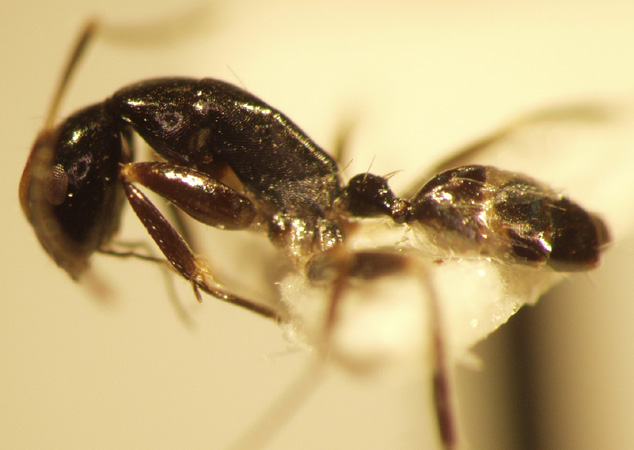 Camponotus 45 lateral