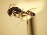 Camponotus 45 lateral