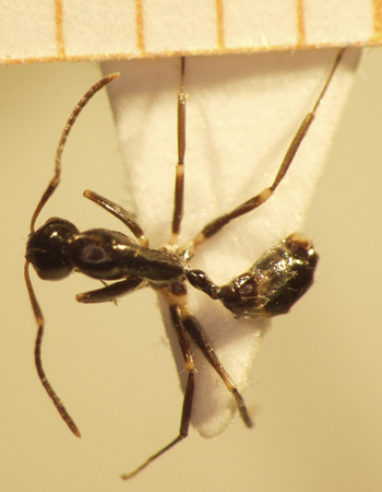 Camponotus 45 dorsal