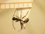 Camponotus 45 dorsal