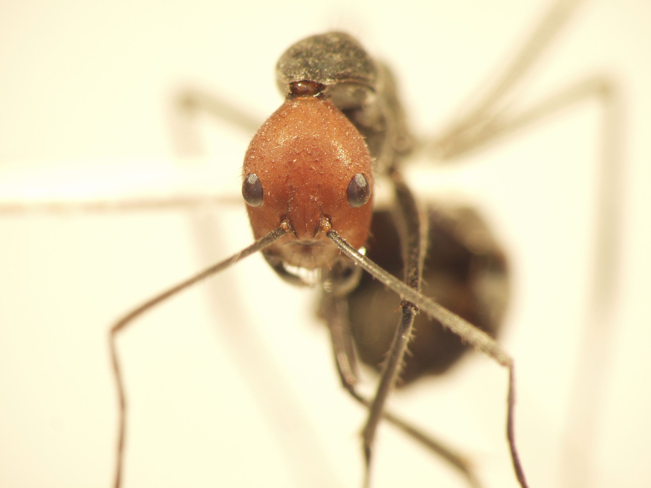 Camponotus 46 frontal