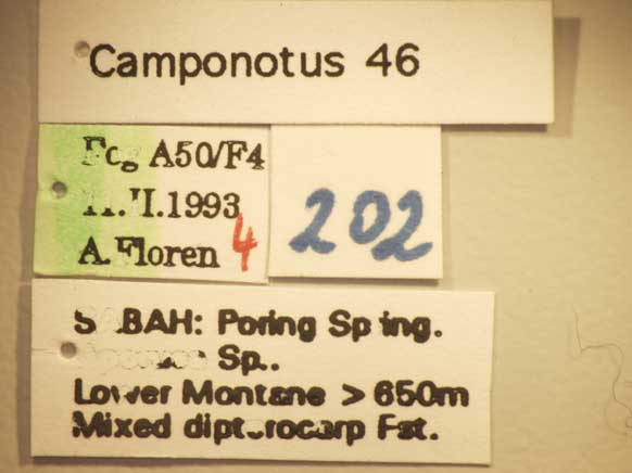 Camponotus 46 Label