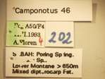 Camponotus 46 Label