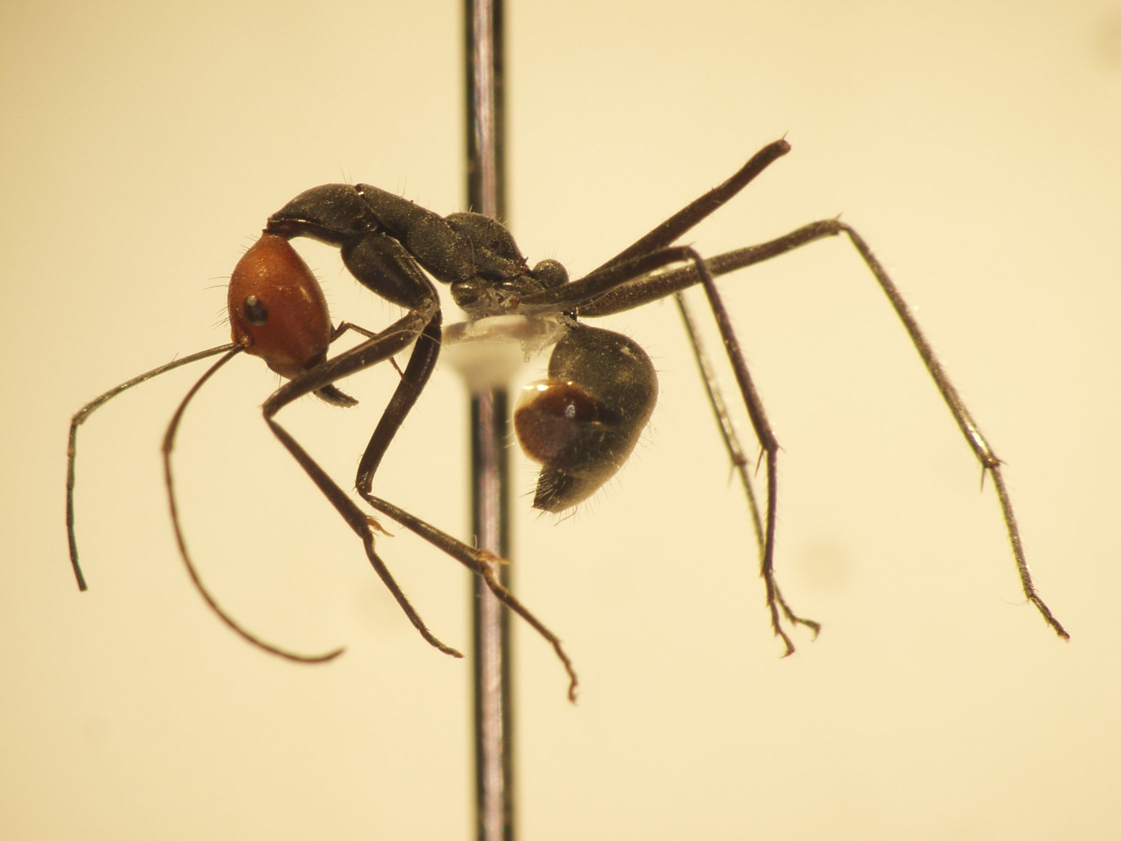 Camponotus 46 lateral