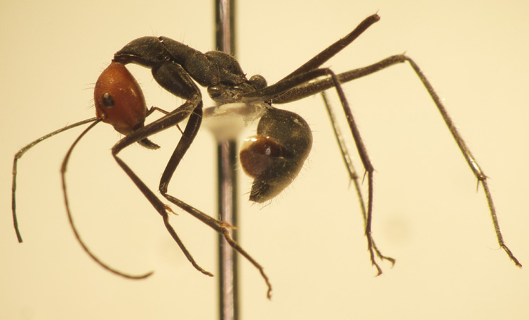 Camponotus 46 lateral