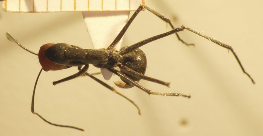 Camponotus 46 dorsal