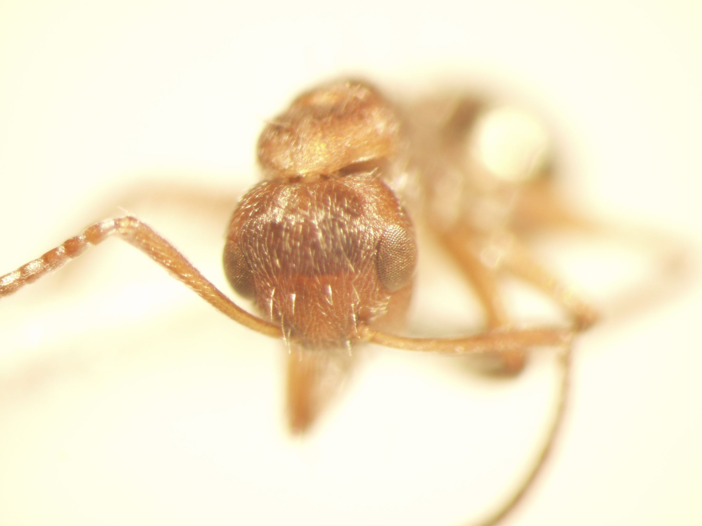 Camponotus 47 frontal