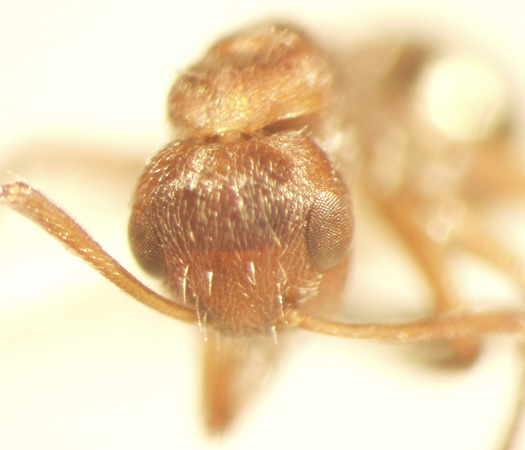 Camponotus 47 frontal