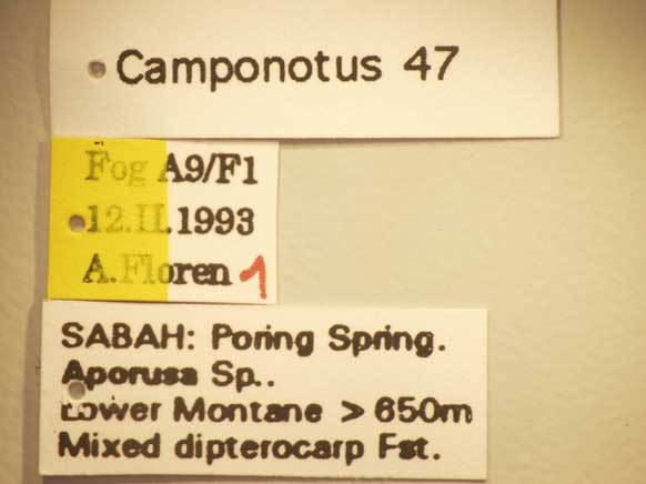 Camponotus 47 Label