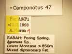 Camponotus 47 Label