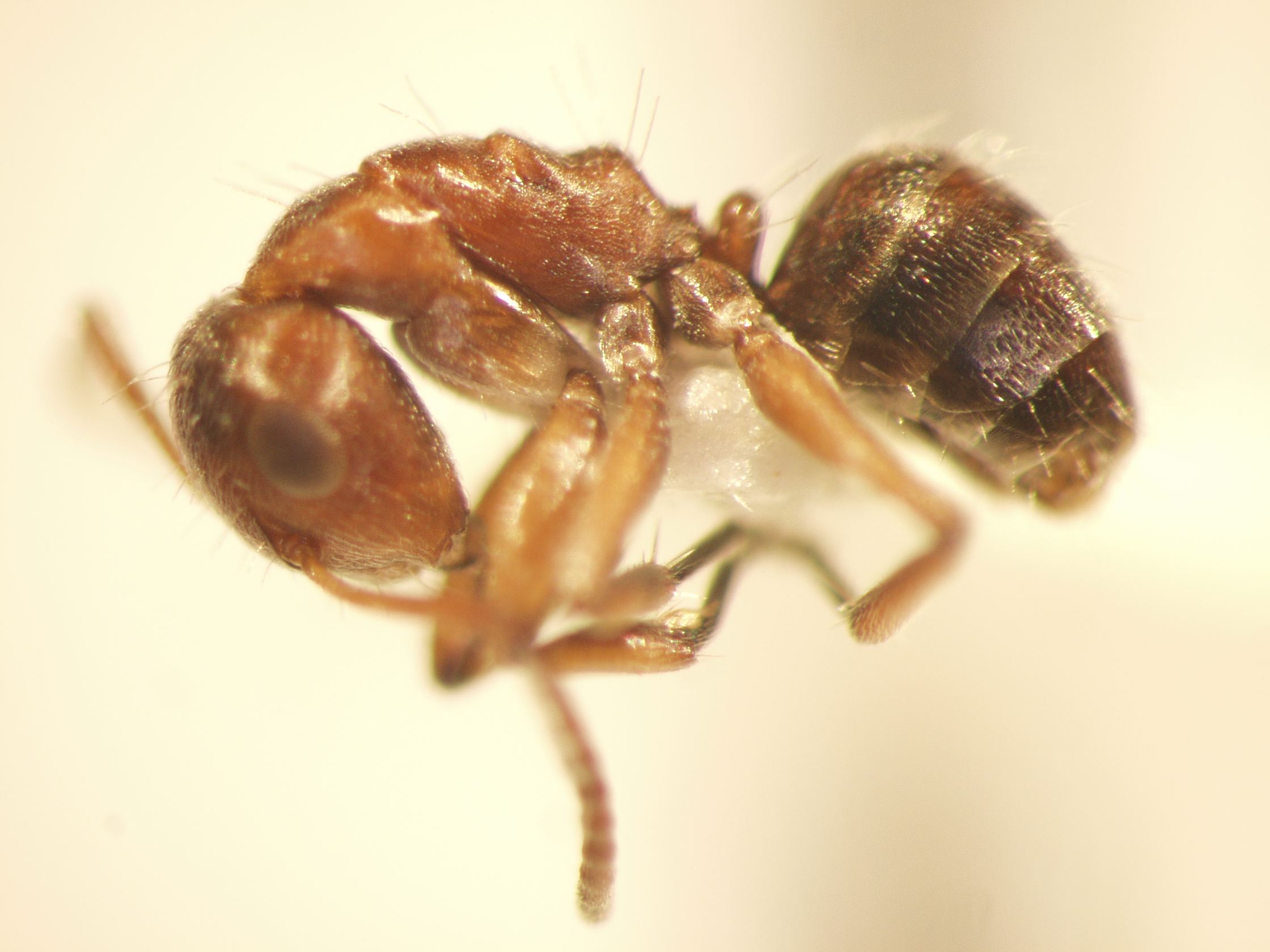 Camponotus 47 lateral