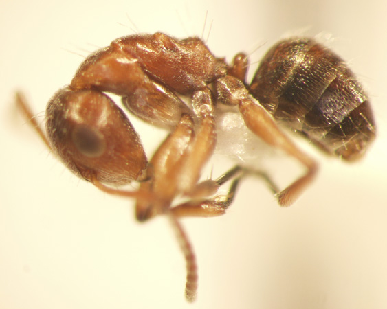 Camponotus 47 lateral