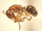 Camponotus 47 lateral