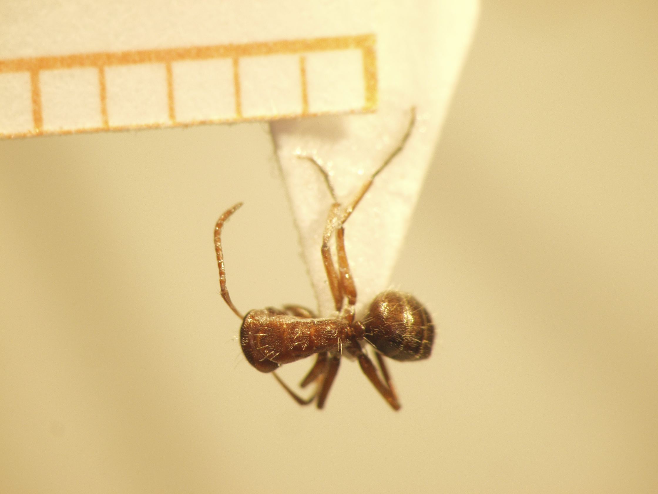 Camponotus 47 dorsal