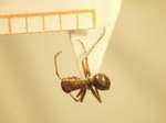 Camponotus 47 dorsal