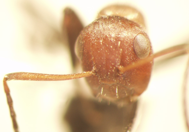 Camponotus 48 frontal