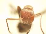 Camponotus 48 frontal