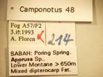 Camponotus 48 Label