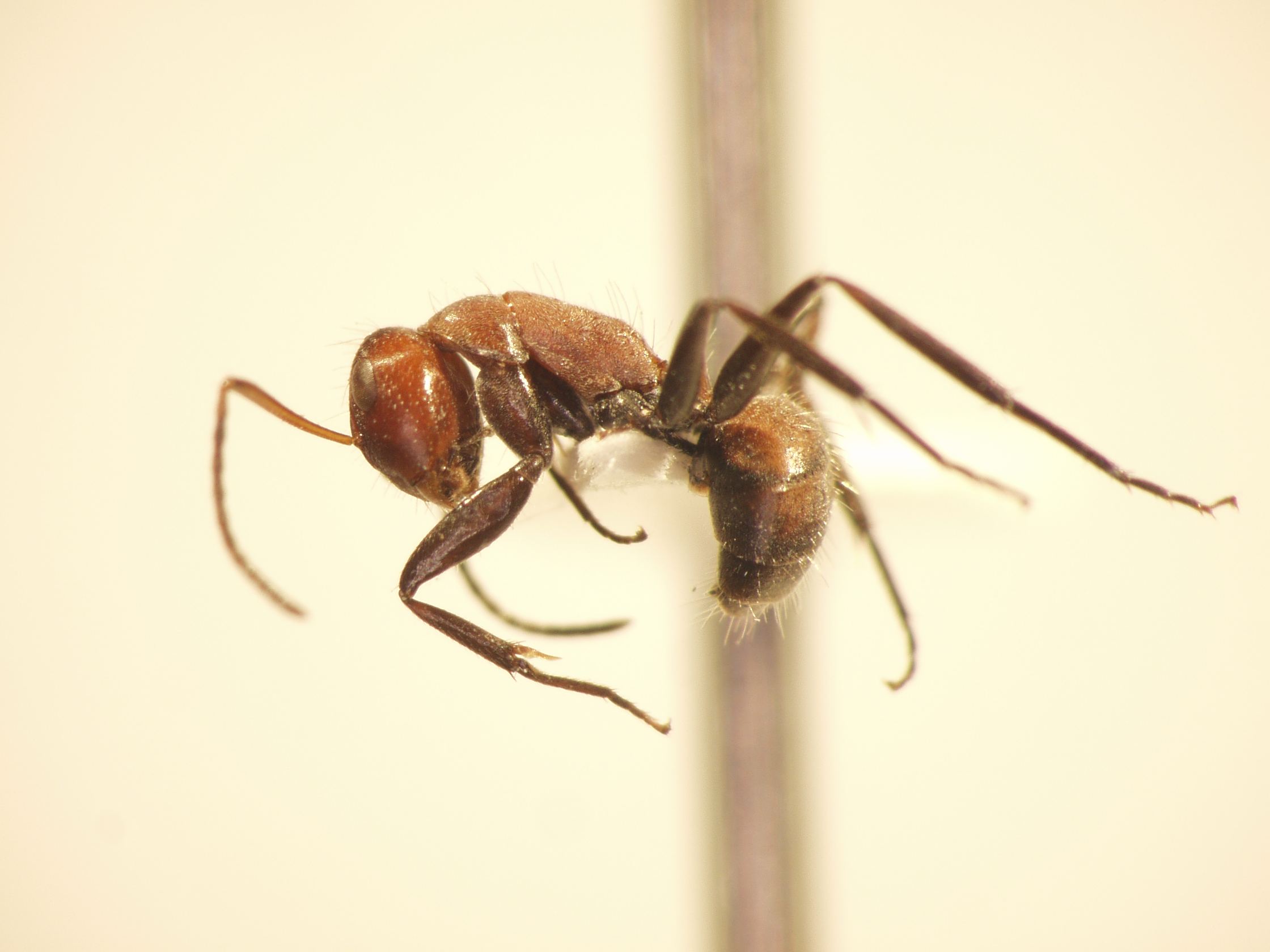 Camponotus 48 lateral