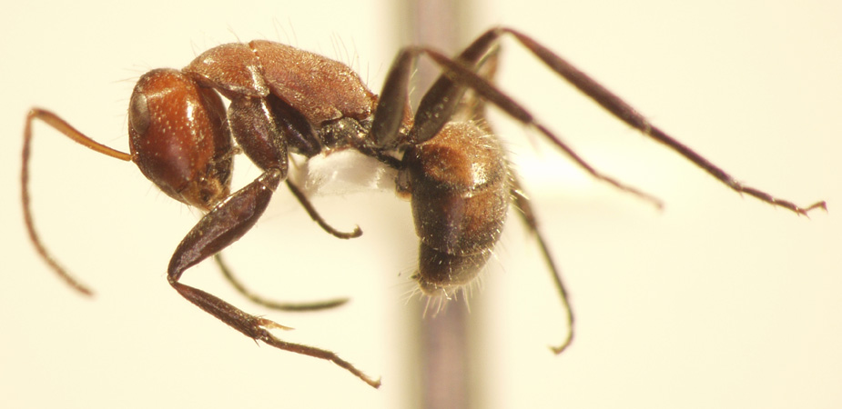 Camponotus 48 lateral