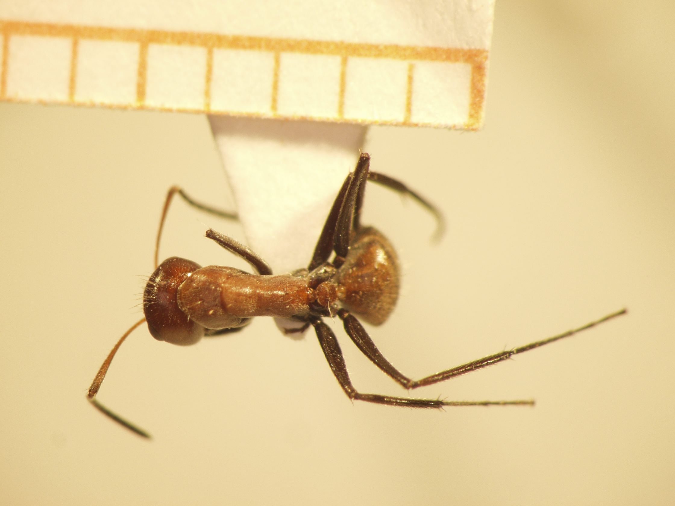Camponotus 48 dorsal