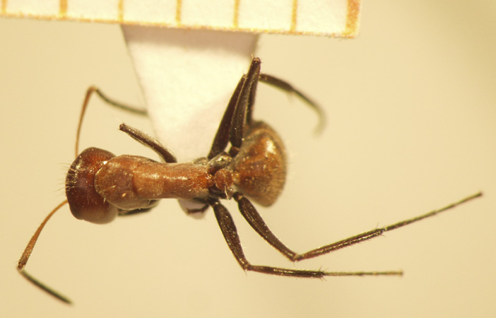 Camponotus 48 dorsal