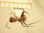 Camponotus 48 dorsal