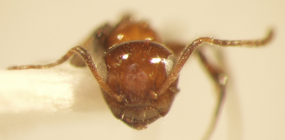 Camponotus 49 frontal