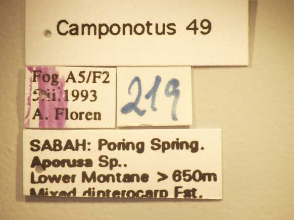 Camponotus 49 Label