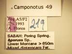 Camponotus 49 Label