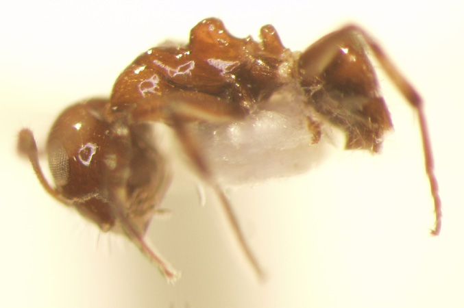 Camponotus 49 lateral