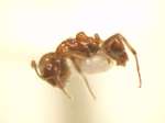 Camponotus 49 lateral